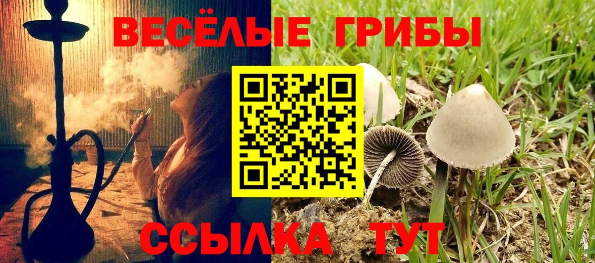 Псилоцибиновые грибы GOLDEN TEACHER Кизляр